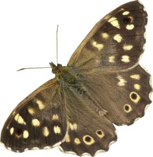 dark brown and dotted butterfly