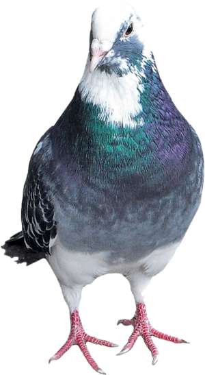 Standing pigeon