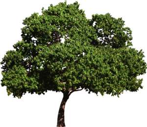 Large, green Tree