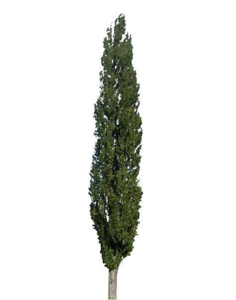 green poplar