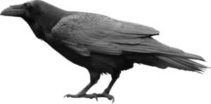 Grey crow