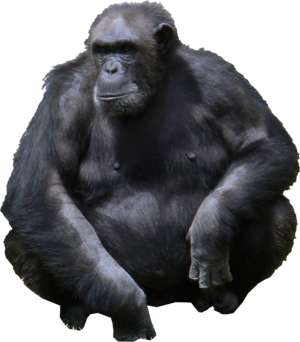 Gorilla Affe
