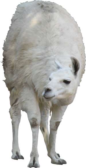Weißes Lama