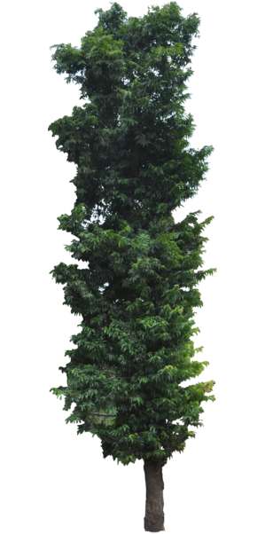 Indian mast tree - Polyalthia longifolia