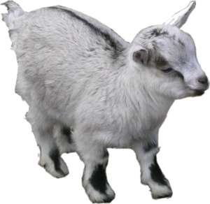 baby goat, standing