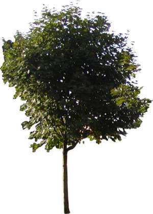 Baum Ahorn (jung) - freigestellt