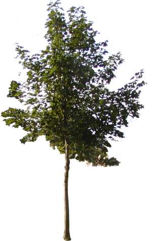 Baum Ahorn - freigestellt