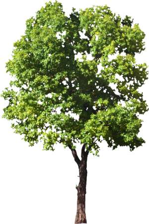 grüner Baum