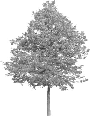 Large-leaved Lime (grey scale)