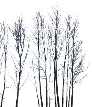 bäume im winter