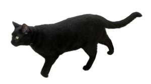 Schwarze Katze seitlich