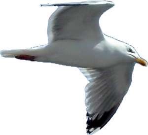 Seagull sideview