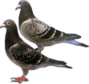 Zwei Tauben