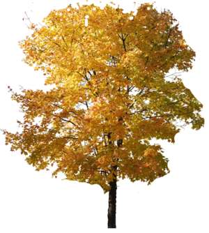 yellow autumn tree