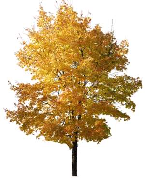 Herbstbaum gold-gelb