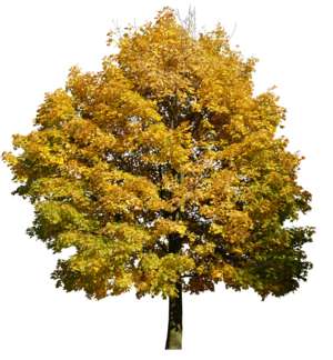 yellow autumn tree 