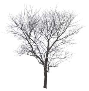 Baum, ohne Laub