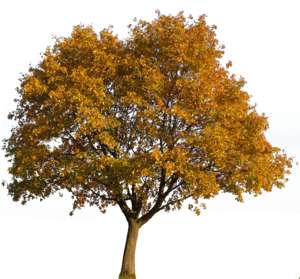 Baum Herbst