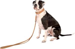 Sitting Dog with leash