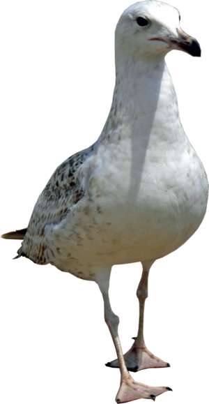 Seagull from the front