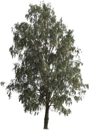 Birch, Tree