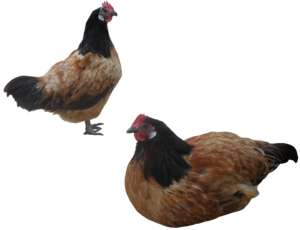 2 Hühner