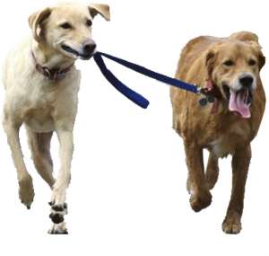 2 laufende Hunde mit Leine