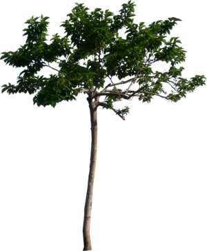 Baum, Maulbeerbaum, Morus
