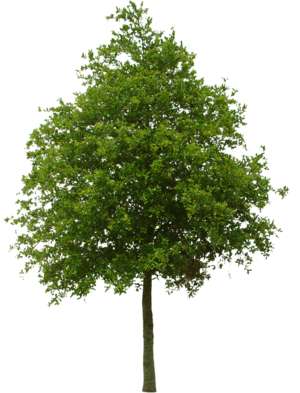 Elevation ob a middle sized, green tree
