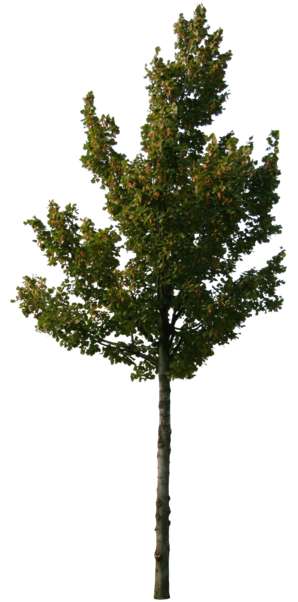 Tilia cordata (linden tree) view