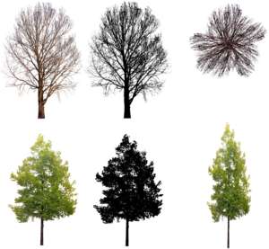 6 freigestellte Bäume