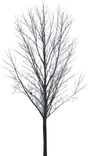 Winter Tree Maple 1