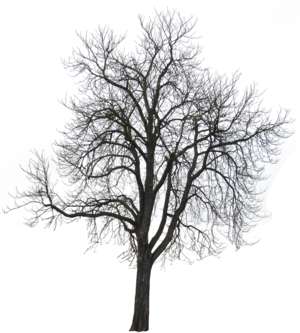Winter Tree Beech