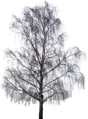 Winter Tree Birch