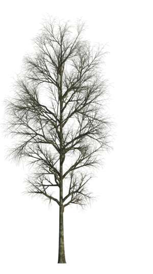Winterbaum freigestellt