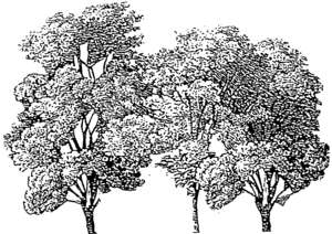 3 Bäume, skizzenhaft
