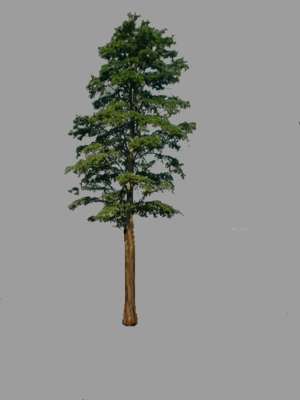 Baum, Zypresse, Cupressus