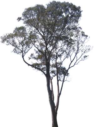 tree, eucalyptus