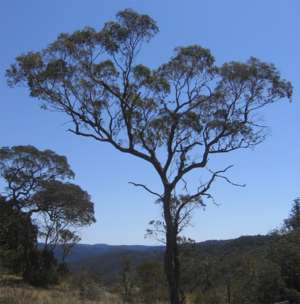 tree, eucalyptus