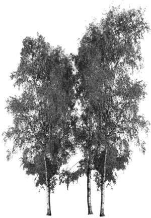 3 trees, birch, Betula