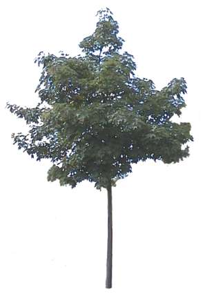 tree, deciduous, small