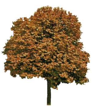 Baum, Herbst