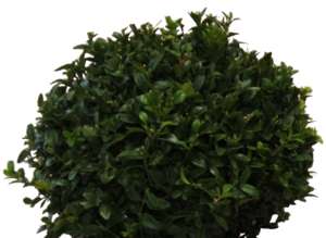 tree, Common Box, Buxus sempervirens