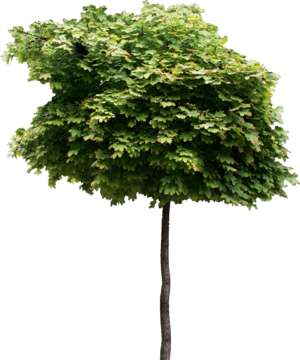 Baum, Spritzahorn, Acer platanoides