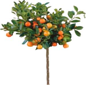 tree, orange, small
