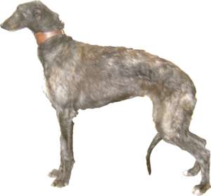 Windhund (Deerhound)