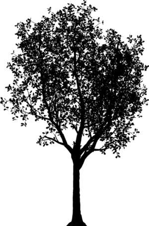 tree, summer, silhouette