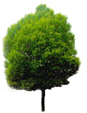 deciduous tree, thick foliage