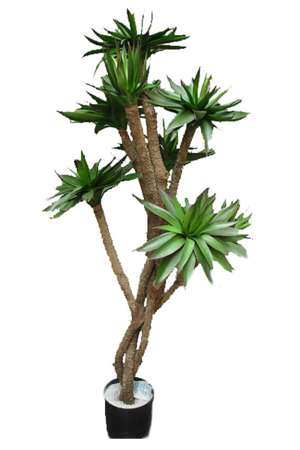 tree, cactus
