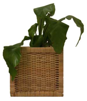 plant in basket